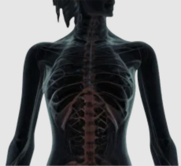 [Александр Волоткевич] Торчащие ребра_ биомеханика_0.png